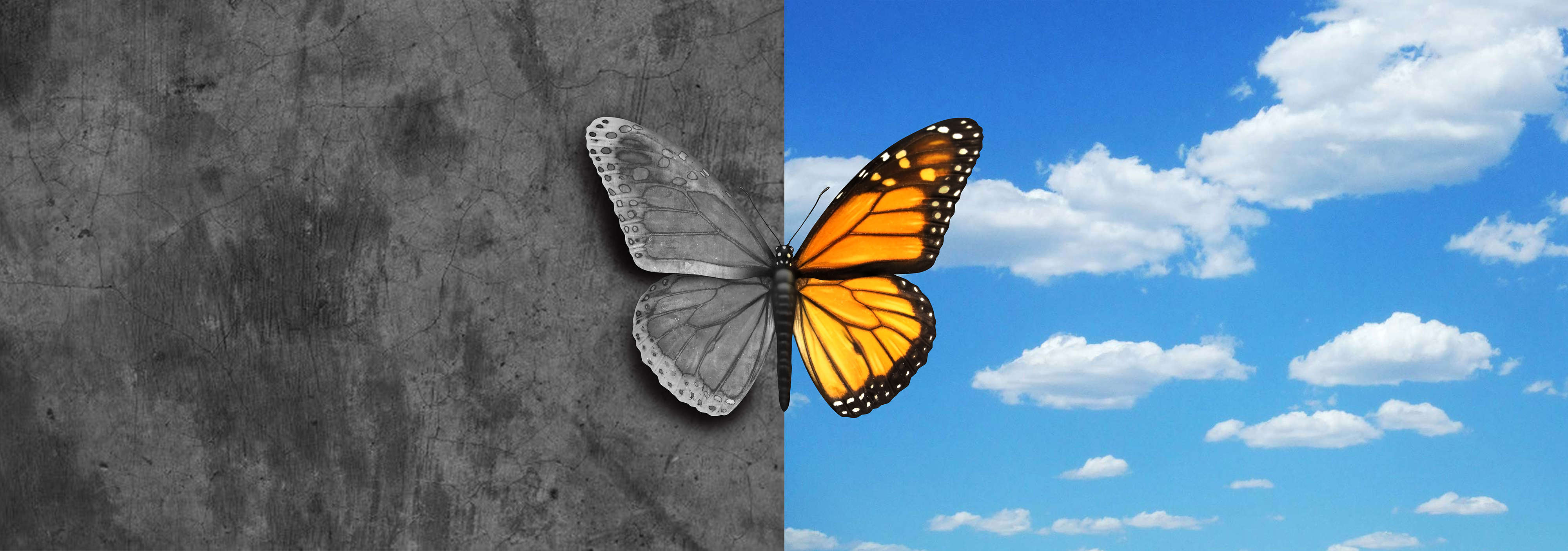Bipolar Mental Disorder Bipolar mental disorder abstract psychological illness concept as a butterfly divided as one side in grey and sad colors with the other in full bright tones as a medical metaphor for psychiatric mood or feelings imbalance.